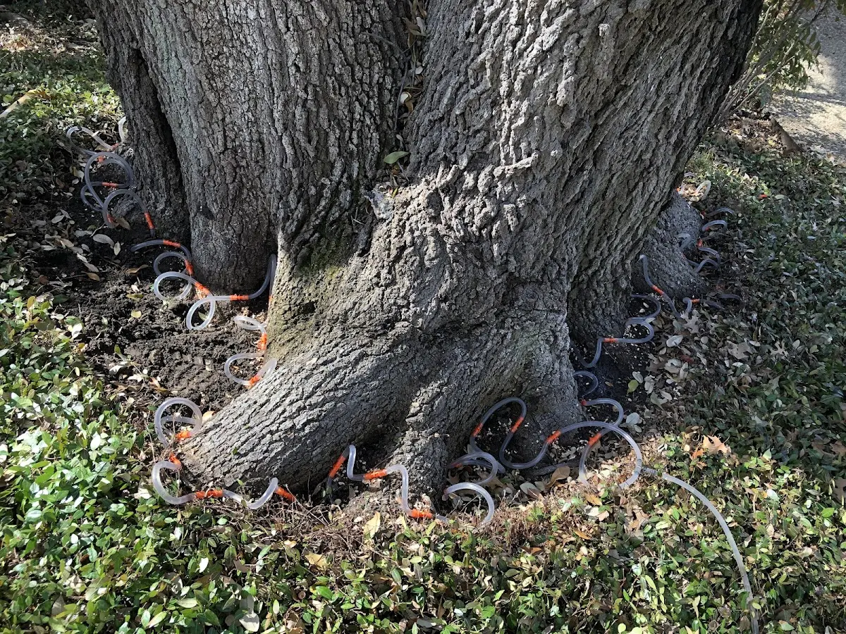 Detailed Tree Cabling and Bracing job site in West Boylston