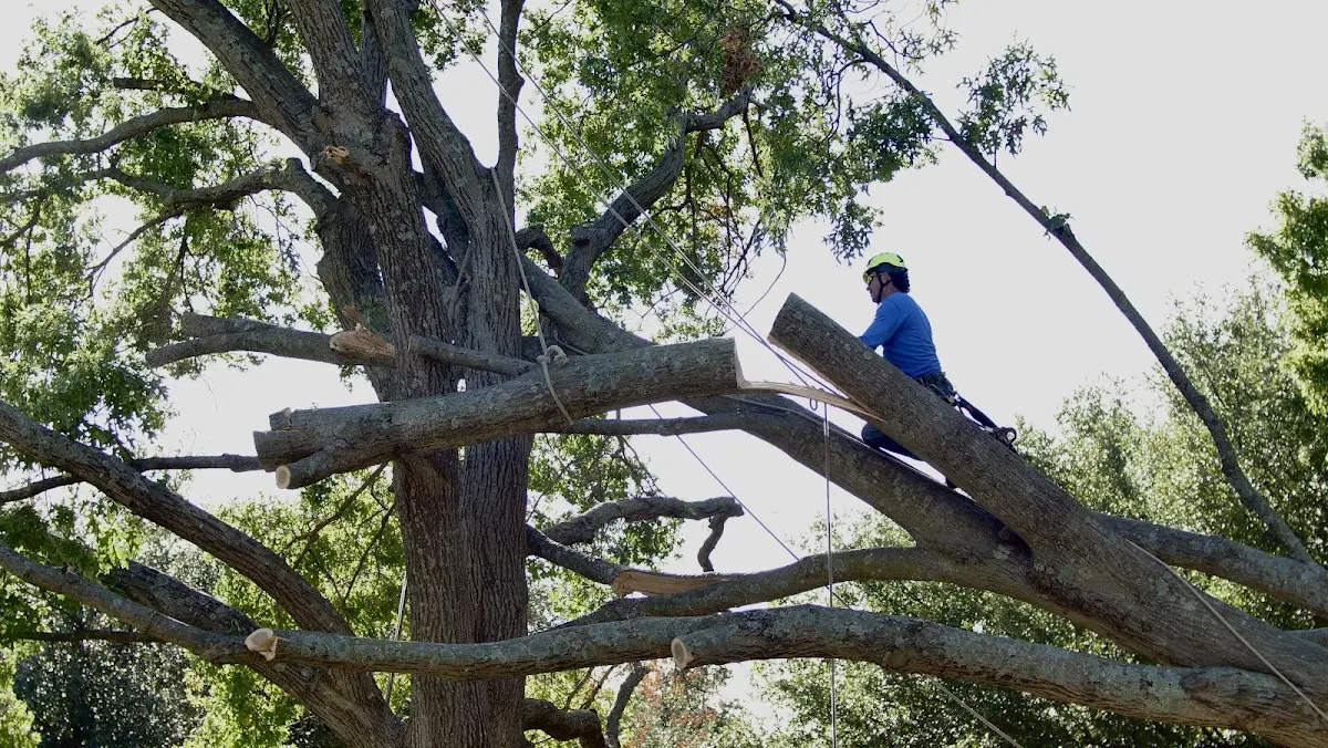 Professional Crown Thinning performed by certified arborists in West Boylston