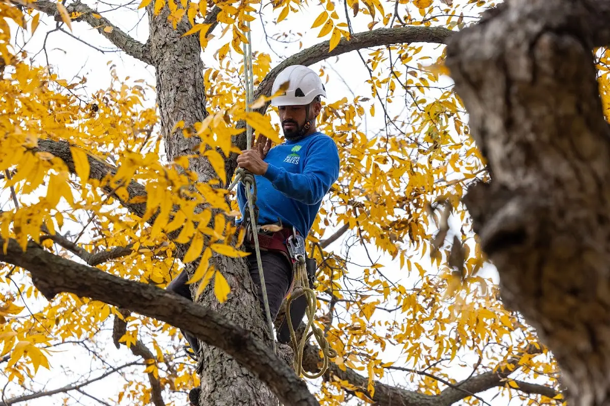 Skilled Tree Pruning crew working in West Boylston